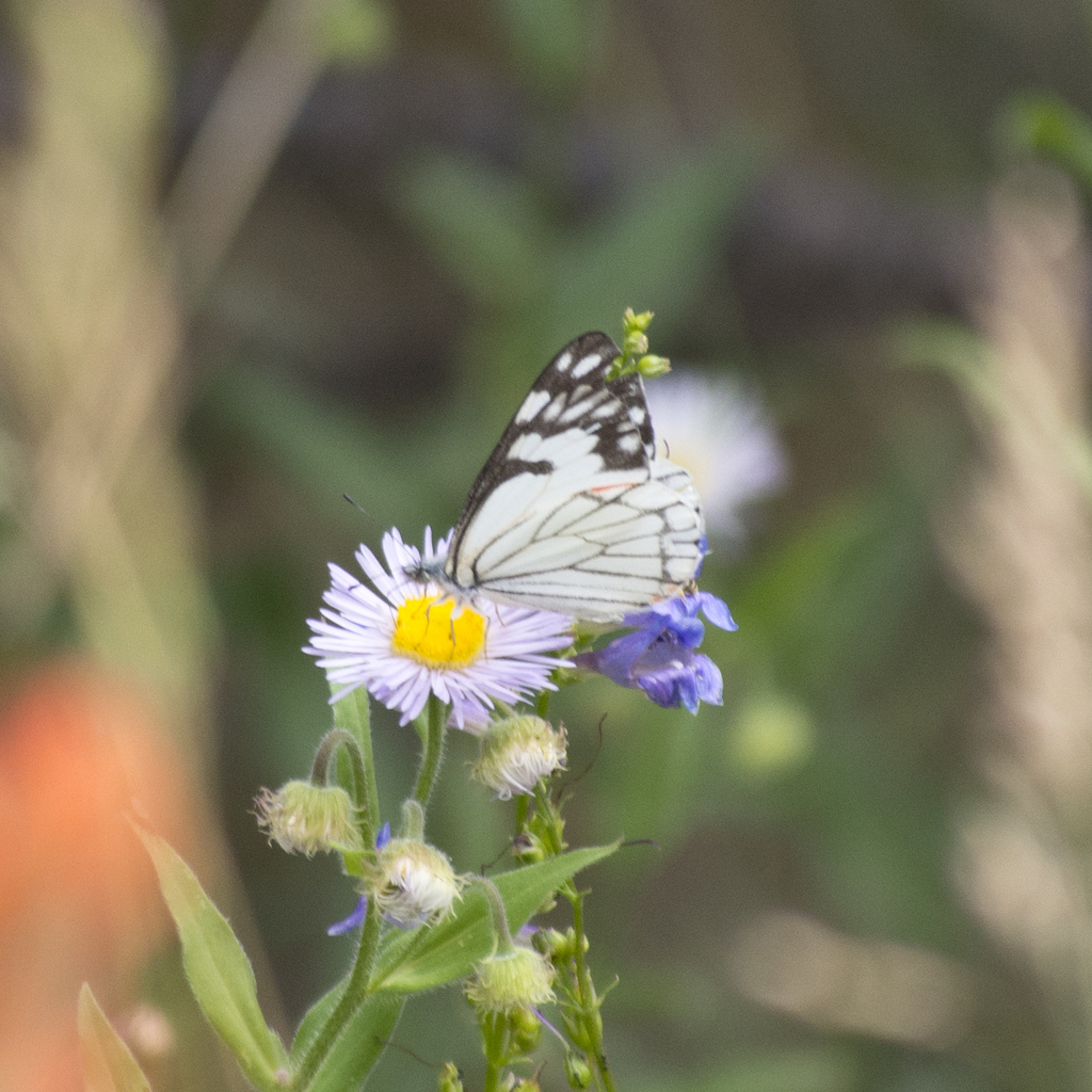 Pine White