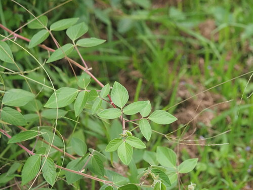 Image of Desmodium intortum by (c) Kevin Faccenda, some rights reserved (CC BY)
