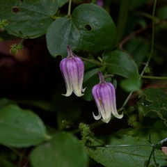 Clematis carrizoensis