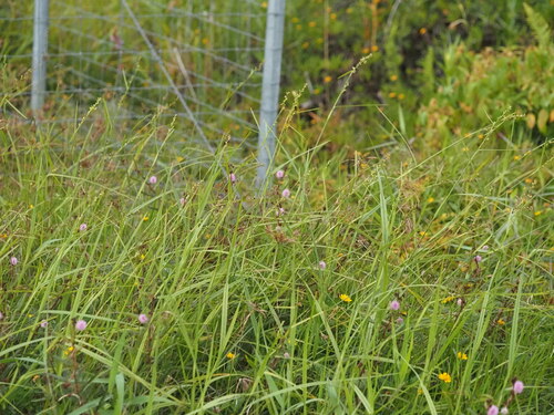 Scleria testacea observed 2024-07-08