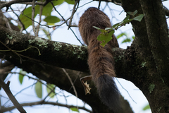 Heliosciurus mutabilis