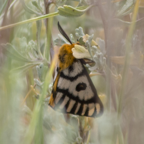Nuttall's Sheep Moth photo 2