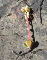 Sedum oregonense