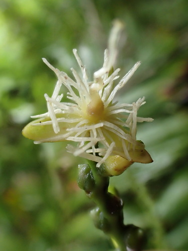 Balaka tahitensis observed 2016-06-08