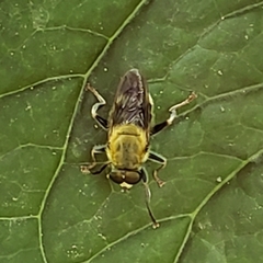 Pterallastes thoracicus