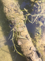 Potamogeton zosteriformis