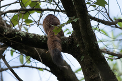Heliosciurus mutabilis