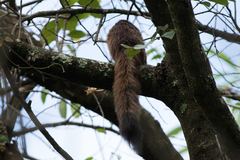 Chiromantis xerampelina