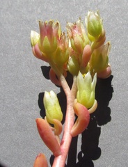 Sedum oregonense