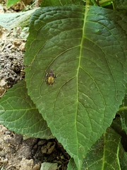 Pterallastes thoracicus