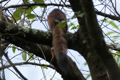 Chiromantis xerampelina