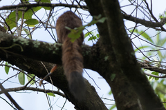 Chiromantis xerampelina