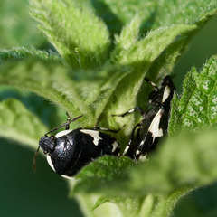 Tritomegas sexmaculatus