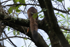 Heliosciurus mutabilis
