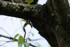 Chiromantis xerampelina