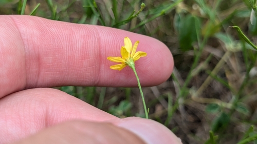 Image of Gutierrezia texana by (c) Joseph Aubert, some rights reserved (CC BY)