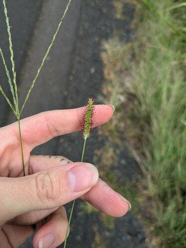 Setaria parviflora observed 2024-07-08