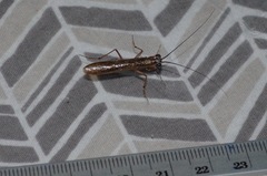 Mantoida