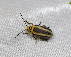 Derospidea brevicollis