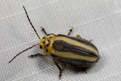 Derospidea brevicollis