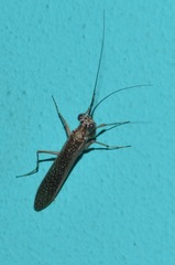Mantoida