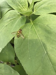 Syrphus knabi