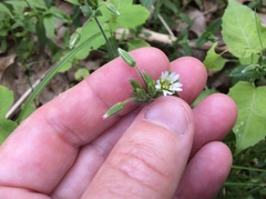 Cerastium velutinum