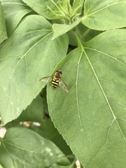 Syrphus knabi