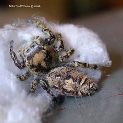 Phidippus comatus