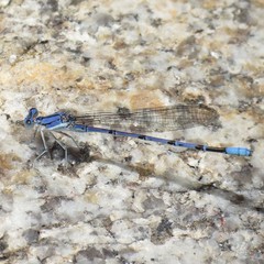 Argia munda