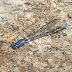 Argia munda