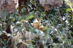 Cantorchilus leucotis