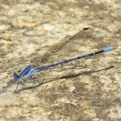 Argia munda