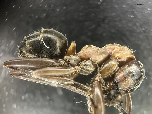 Red-barbed Ant, photo 3 of 10