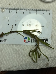 Veronica scutellata
