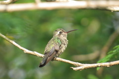 Cynanthus doubledayi