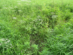 Perideridia americana