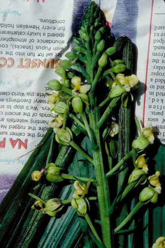 Calanthe tahitensis