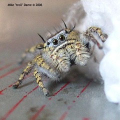 Phidippus comatus