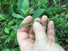 Triodanis perfoliata
