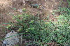 Teucrium montanum