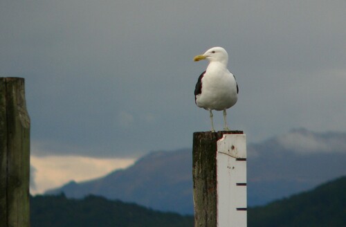 Gaviota cocinera (Larus dominicanus)