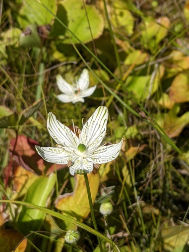 Image of Parnassia grandifolia by (c) José Garrido, some rights reserved (CC BY)