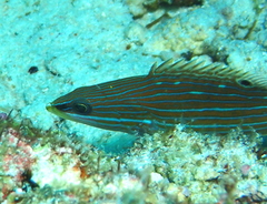 Anyperodon leucogrammicus