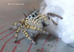 Phidippus comatus
