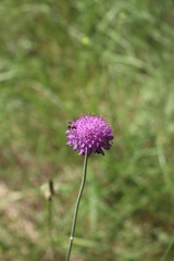 Knautia collina