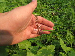 Iodanthus pinnatifidus