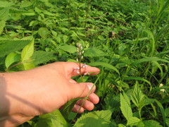 Iodanthus pinnatifidus