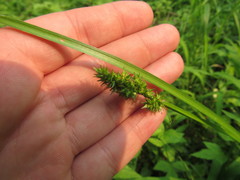 Carex conjuncta