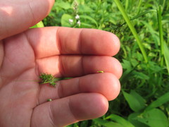 Carex conjuncta